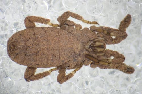 Anelasmocephalus brignolii